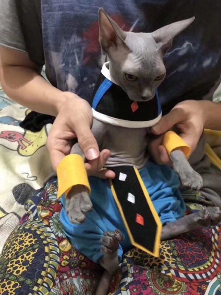 Кот отлично косплеит Beerus из Dragon Ball