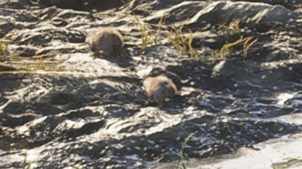 GTA 6 реальных бобров в игре показали GTA 6 реальных бобров в игре показали